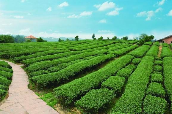 你还在为陈茶能不能喝而苦恼吗?